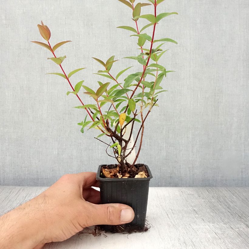 Esemplare di Hypericum Hidcote - Iperico Vasetto da 8/9 cm consegnato in estate