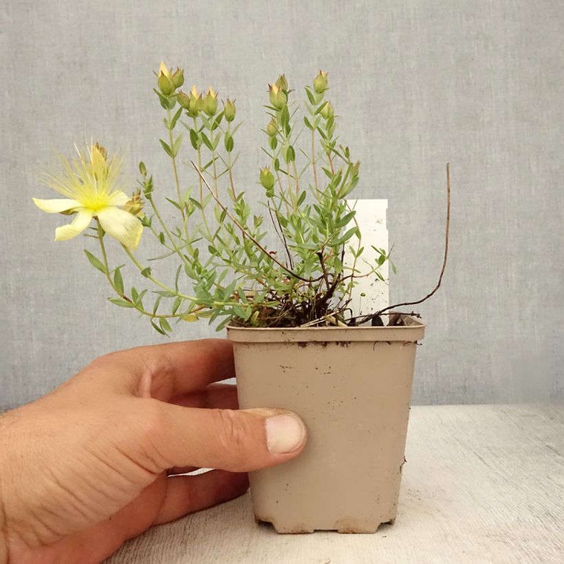 Esemplare di Hypericum olympicum Citrinum - Iperico Vasetto da 8/9 cm consegnato in estate