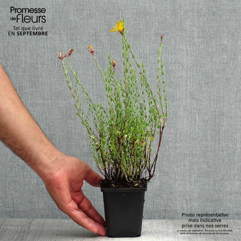 Esemplare di Hypericum olympicum - Iperico Vasetto da 8/9 cm consegnato in estate