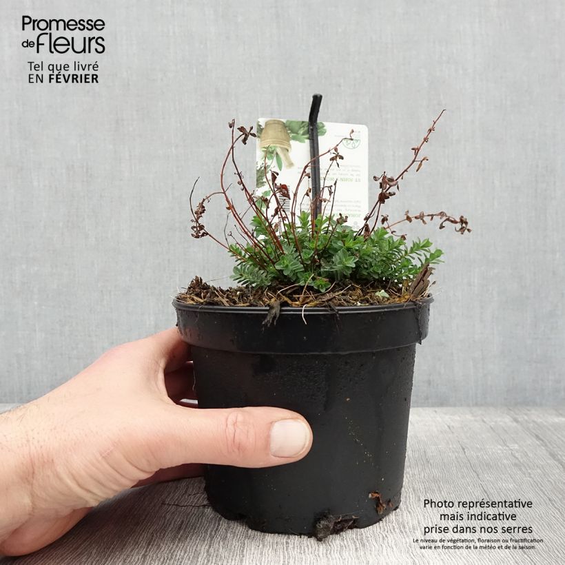 Hypericum perforatum - Erba di San Giovanni Vaso da 1,5L/2L esemplare consegnato in inverno