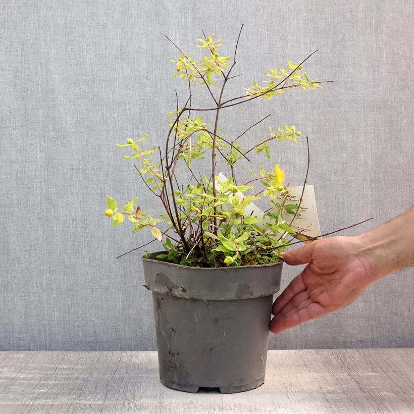 Esemplare di Hypericum moserianum Little Misstery - Iperico Vaso da 4L/5L consegnato in estate