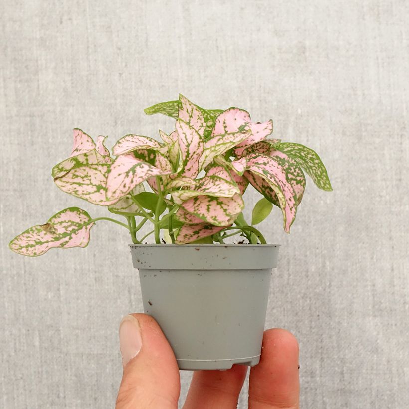 Hypoestes phyllostachya Pink - Motte 5 cm x 7 cm esemplare consegnato in primavera