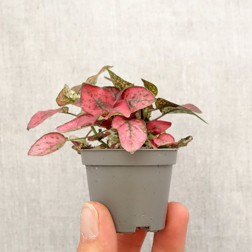 Hypoestes phyllostachya Red - Motte 5 cm x 7 cm esemplare consegnato in primavera