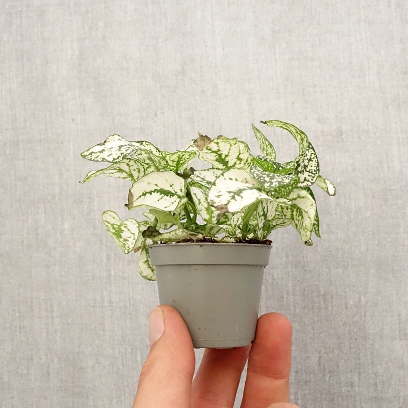 Hypoestes phyllostachya White - Motte 5 cm x 7 cm esemplare consegnato in primavera