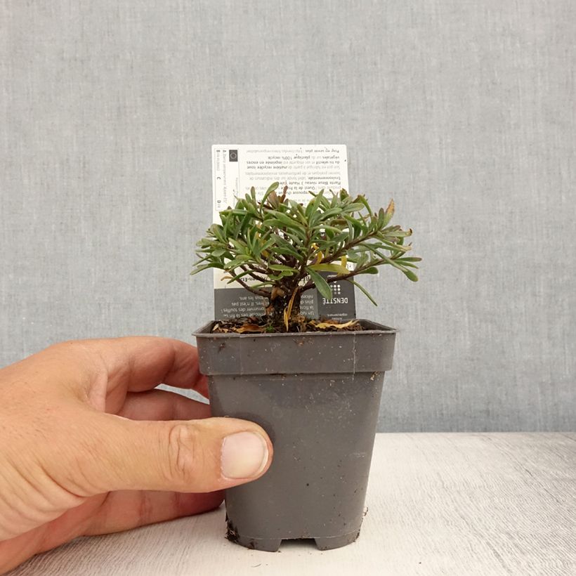 Esemplare di Iberis sempervirens Appen-Etz - Iberide sempreverde Vasetto da 8/9 cm consegnato in estate