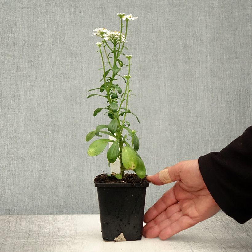 Esemplare di Iberis sempervirens Masterpiece - Iberide sempreverde Vasetto da 8/9 cm consegnato in estate