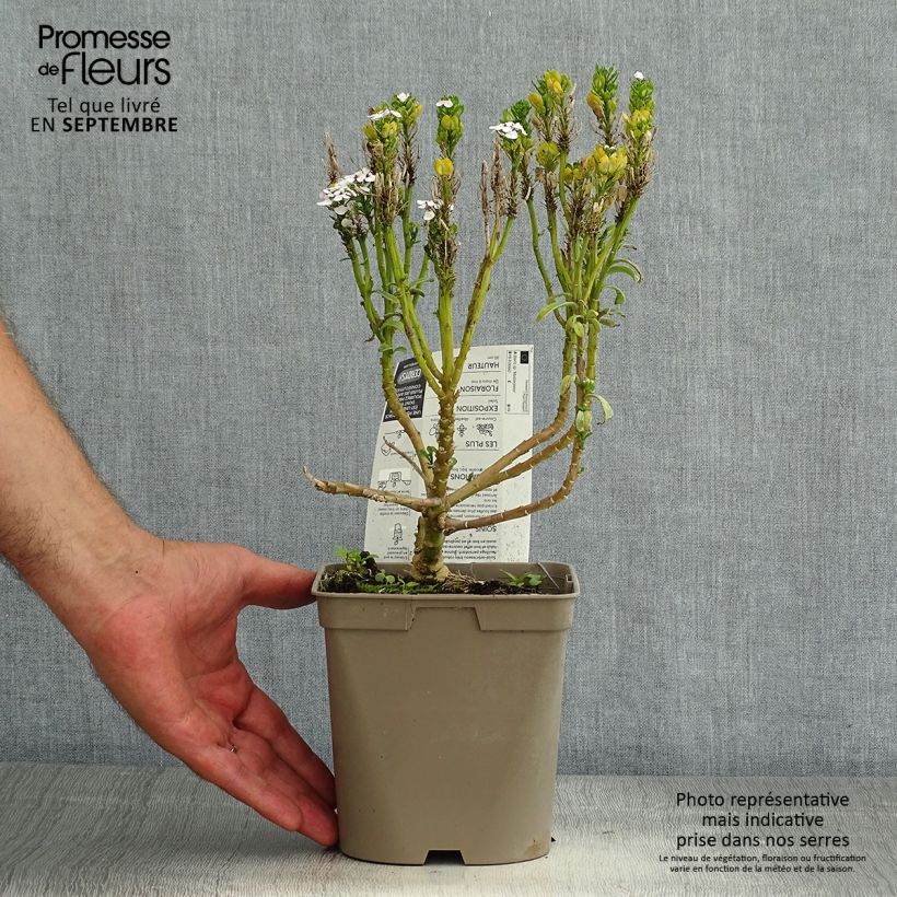 Esemplare di Iberis sempervirens Masterpiece - Iberide sempreverde Vaso da 2L/3L consegnato in estate