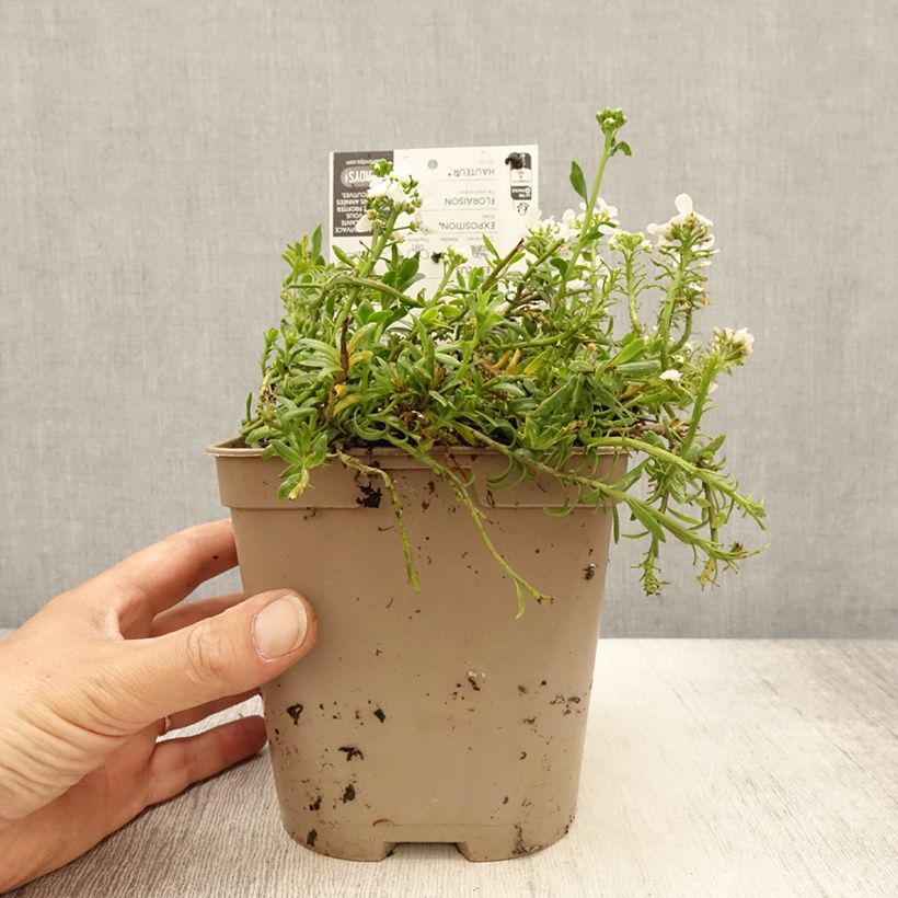Iberis sempervirens Snowflake - Iberide sempreverde Vaso da 2L/3L esemplare consegnato in primavera