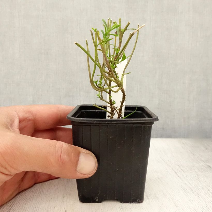 Esemplare di Iberis sempervirens Weisser Zwerg - Iberide sempreverde Vasetto da 8/9 cm consegnato in estate