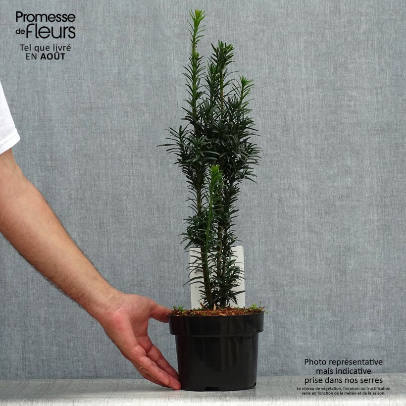 Esemplare di Taxus baccata fastigiata Black Tower - Tasso comune Vaso da 2L/3L consegnato in estate