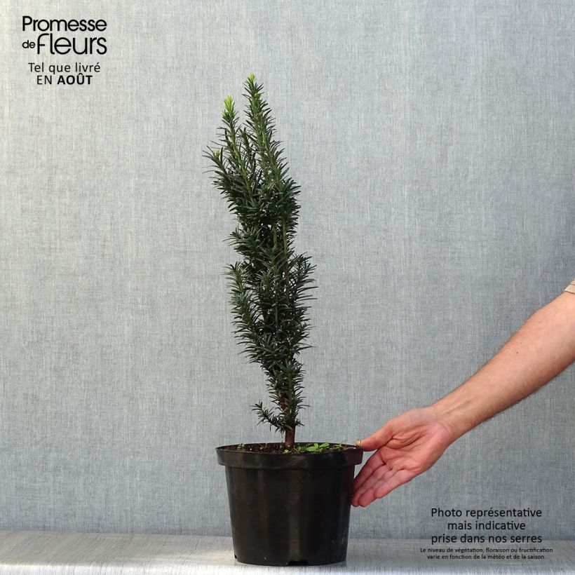 Esemplare di Taxus baccata fastigiata Black Tower - Tasso comune Vaso da 4L/5L consegnato in estate