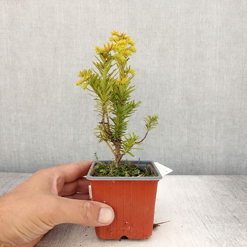 Esemplare di Taxus baccata Kupfergold - Tasso comune Vasetto da 8/9 cm consegnato in estate