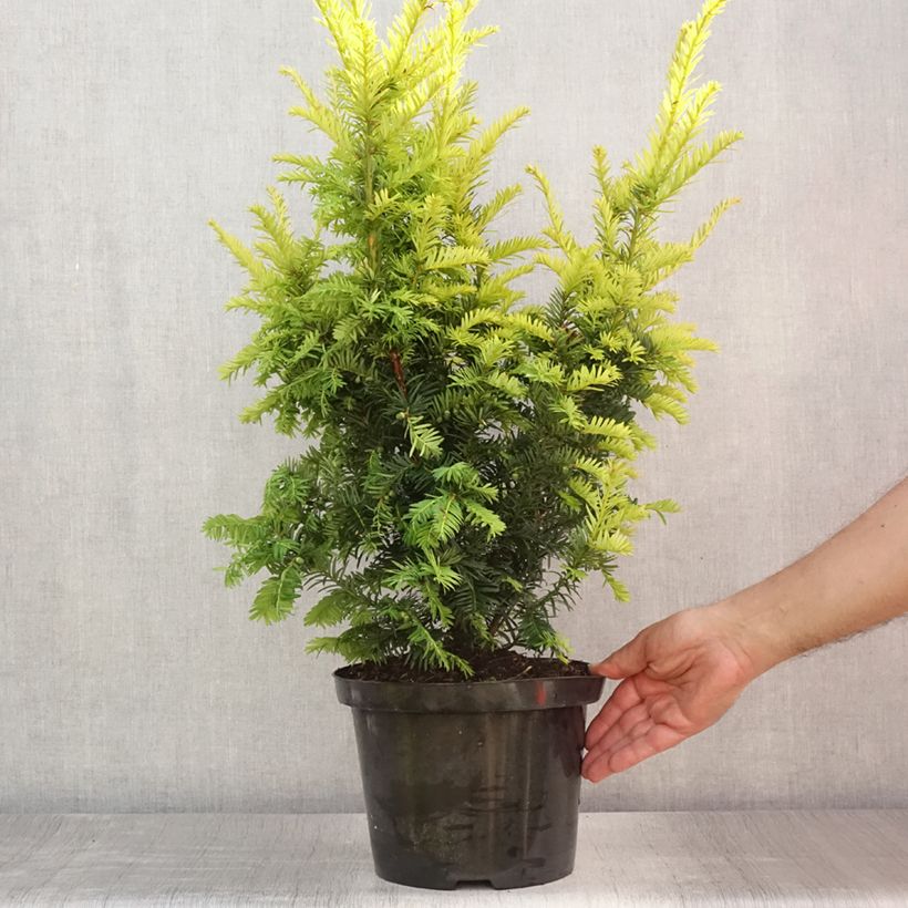 Esemplare di Taxus baccata Kupfergold - Tasso comune Vaso da 4L/5L consegnato in estate