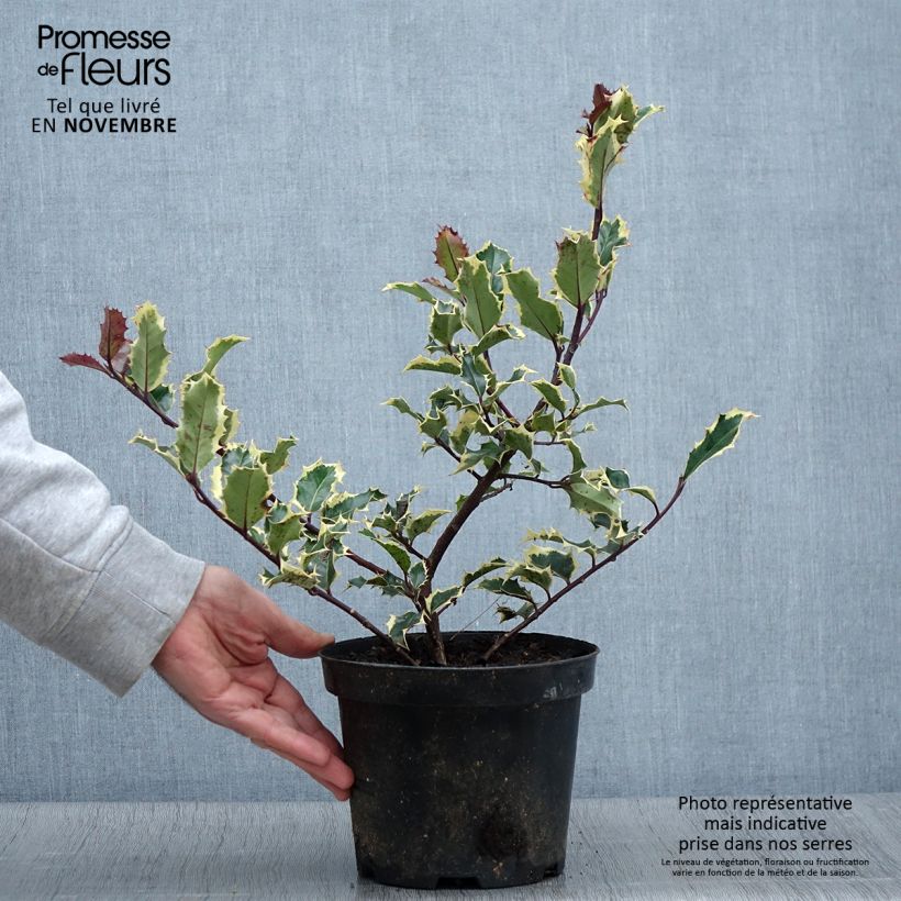 Esemplare di Ilex aquifolium Madame Briot - Agrifoglio variegato Vaso da 3L/4L come consegnato in autunno