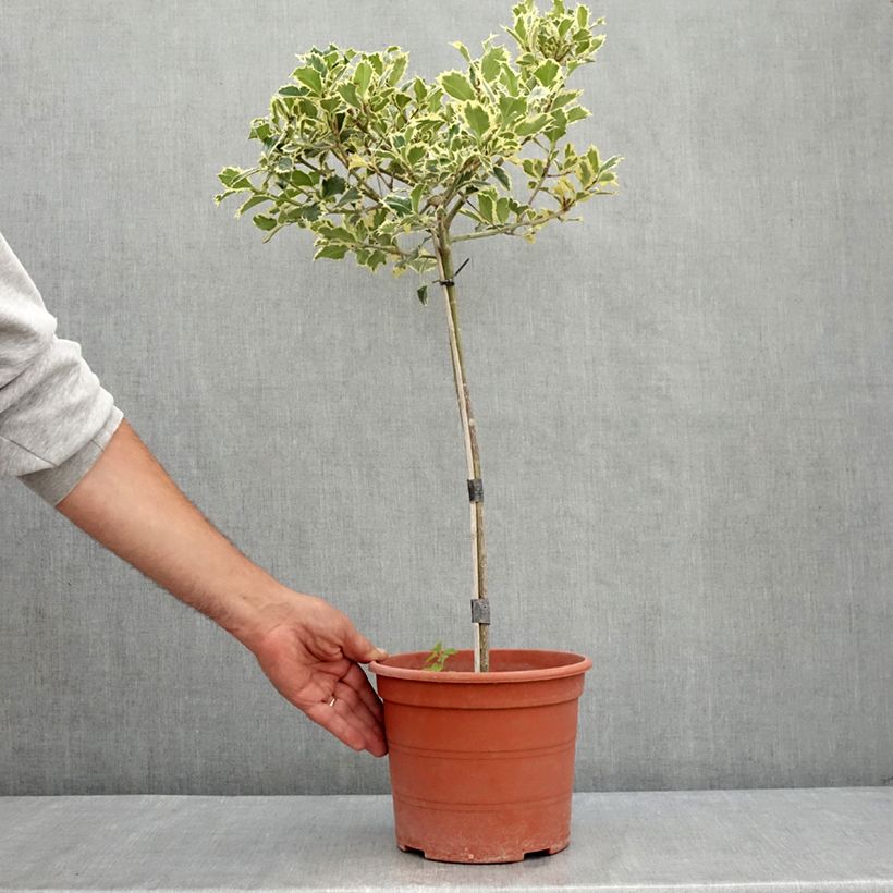 Esemplare di Ilex aquifolium Silver Queen - Agrifoglio variegato Vaso da 4L/5L consegnato in estate