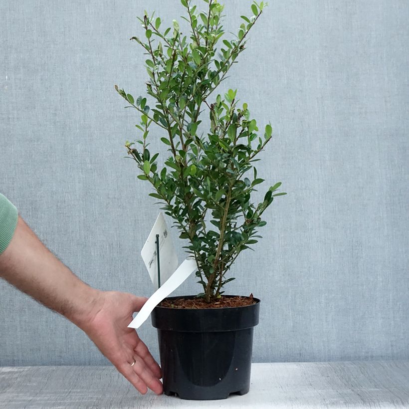 Esemplare di Ilex crenata Caroline Upright - Agrifoglio giapponese Vaso da 2L/3L consegnato in estate
