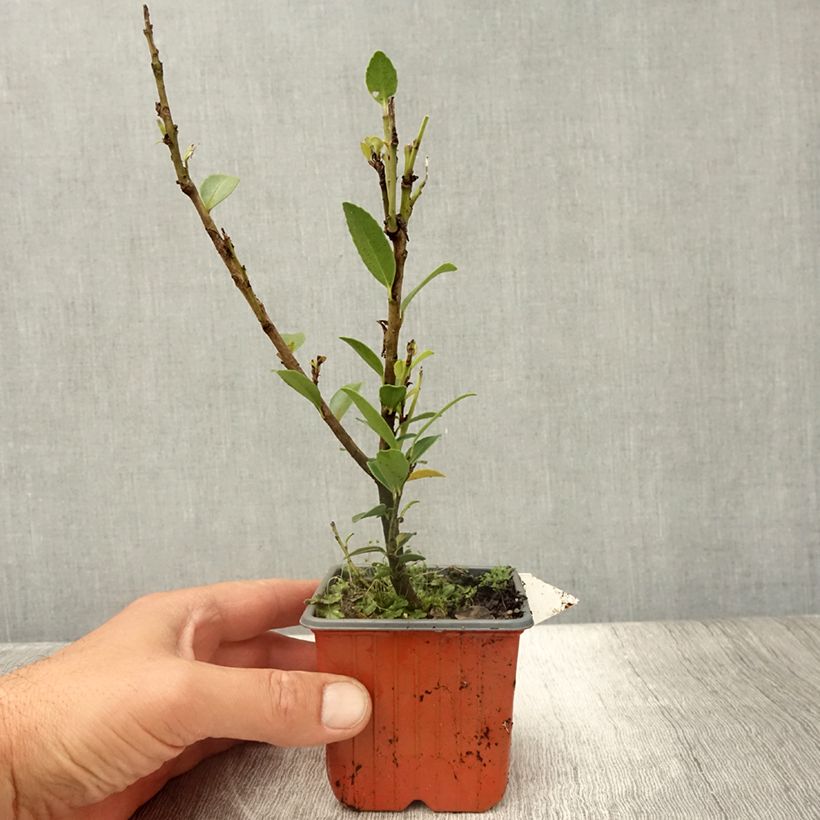 Esemplare di Ilex maximowicziana Kanehirae - Agrifoglio Vasetto da 8/9 cm consegnato in estate