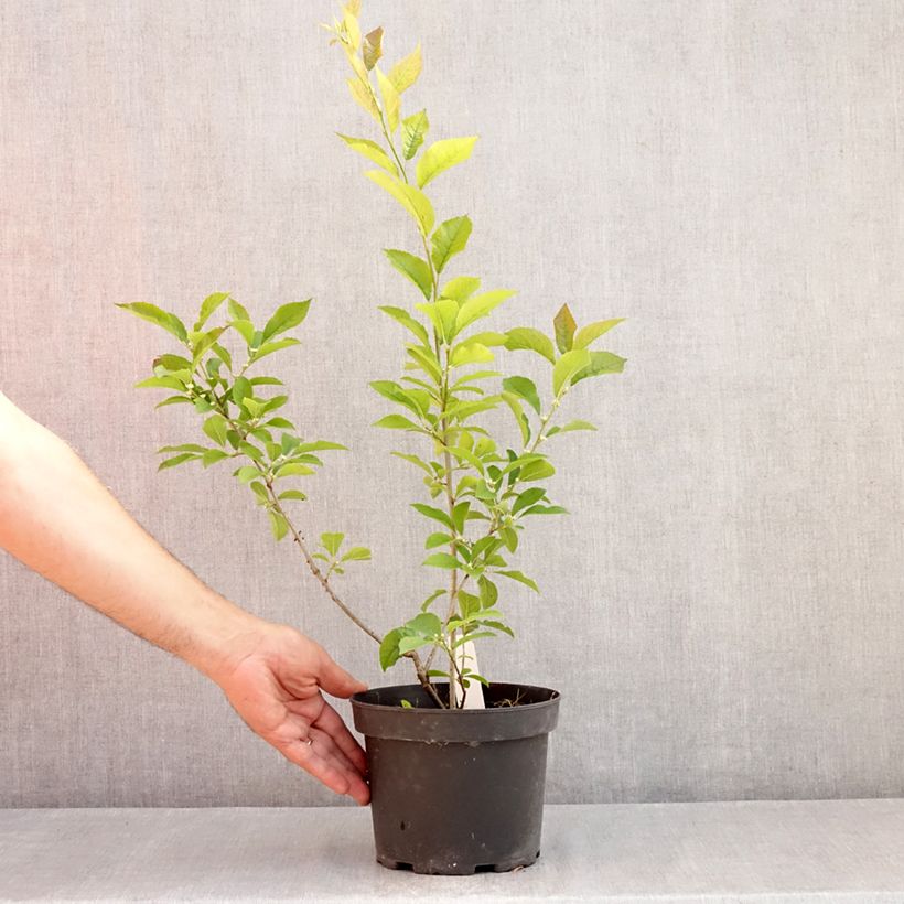 Esemplare di Ilex verticillata - Agrifoglio Vaso da 3L/4L consegnato in estate