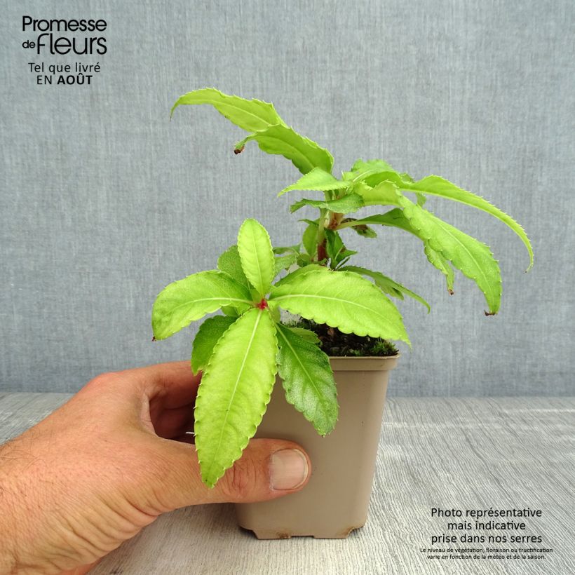 Esemplare di Impatiens omeiana Ice Storm Vasetto da 8/9 cm consegnato in estate
