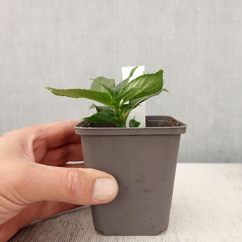 Impatiens Sunpatiens Compact Blanc - Fiore di vetro Vasetto da 8/9 cm esemplare consegnato in primavera