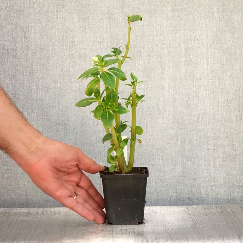 Esemplare di Impatiens SunPatiens Vigorous Clear White - Fiore di vetro Vasetto da 8/9 cm consegnato in estate