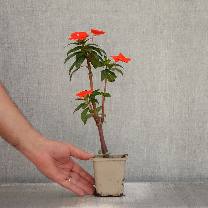 Esemplare di Impatiens SunPatiens Vigorous Orange Improved - Fiore di vetro Vasetto da 8/9 cm consegnato in estate