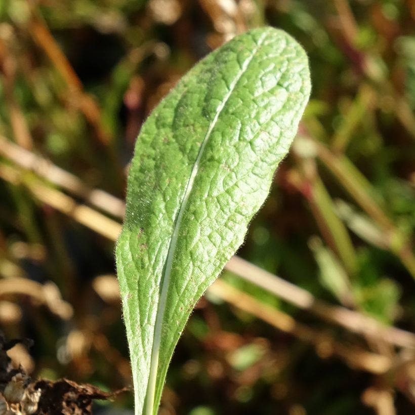 Inula orientalis - Enula (Fogliame)