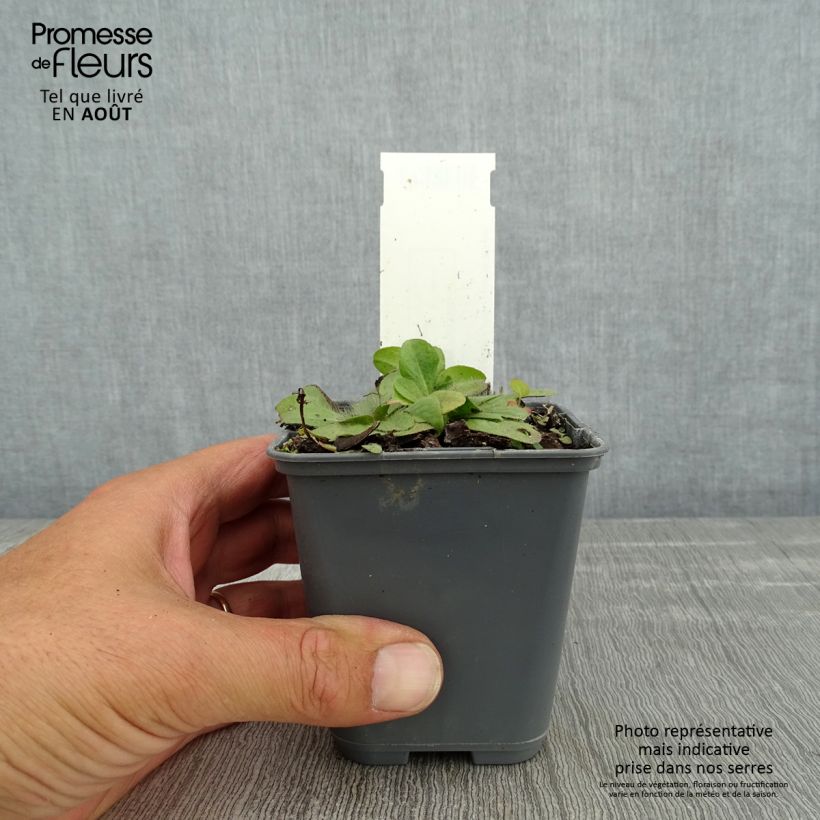 Esemplare di Inula rhizocephala - Enula Vasetto da 8/9 cm consegnato in estate