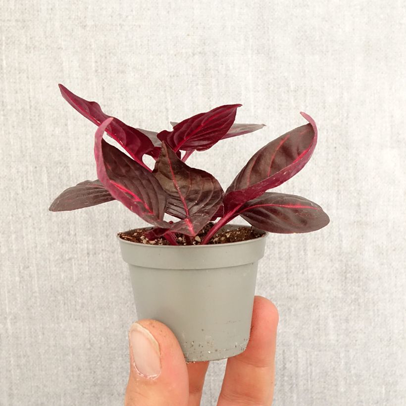 Iresine herbstii Bloodleaf - Motte 5 cm x 7 cm esemplare consegnato in primavera