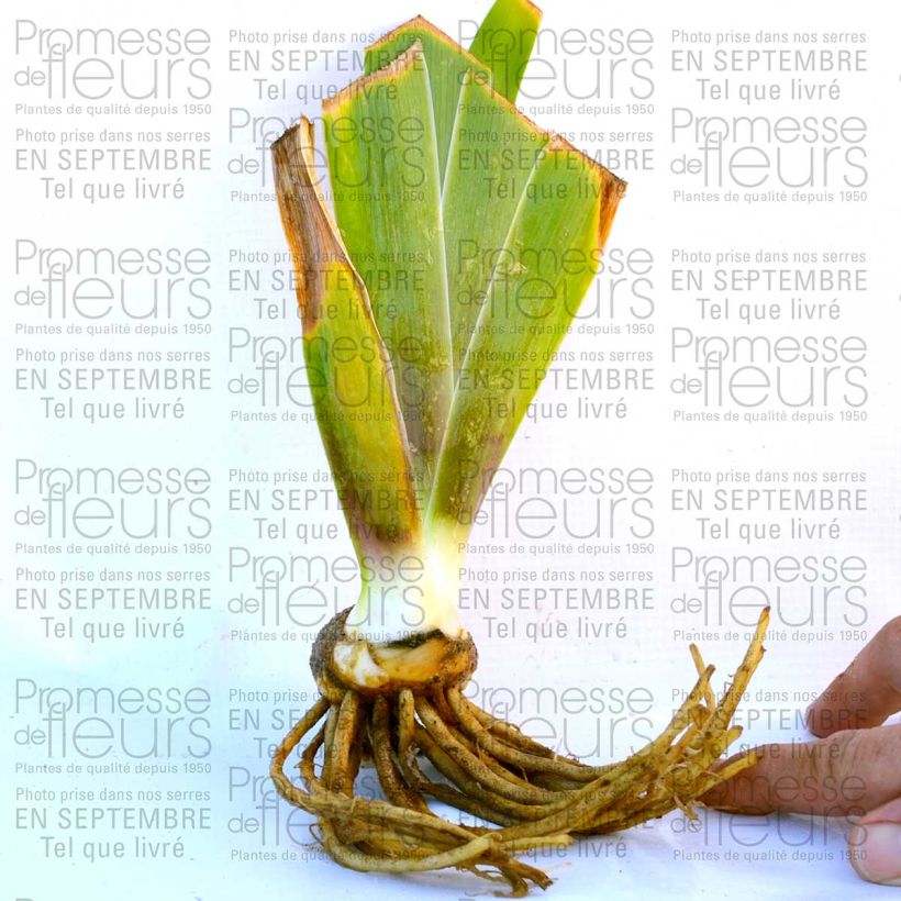 Esempio di esemplare Iris germanica Laced Cotton - Giaggiolo paonazzo Vasetto da 8/9 cm come consegnato