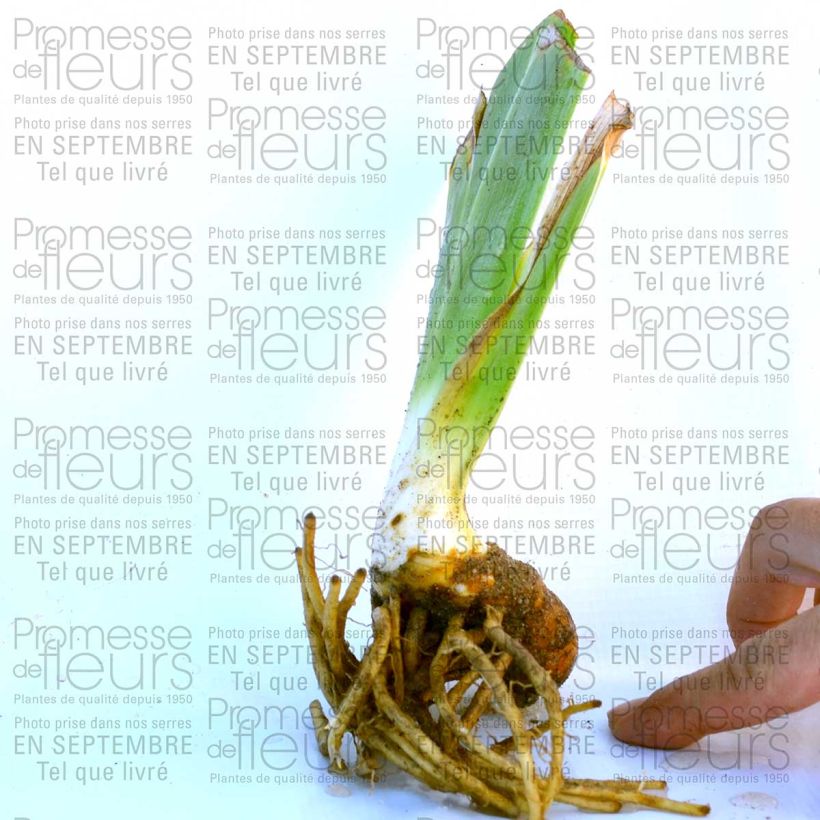 Esempio di esemplare Iris germanica Raspberry Wine - Giaggiolo paonazzo Vasetto da 8/9 cm come consegnato