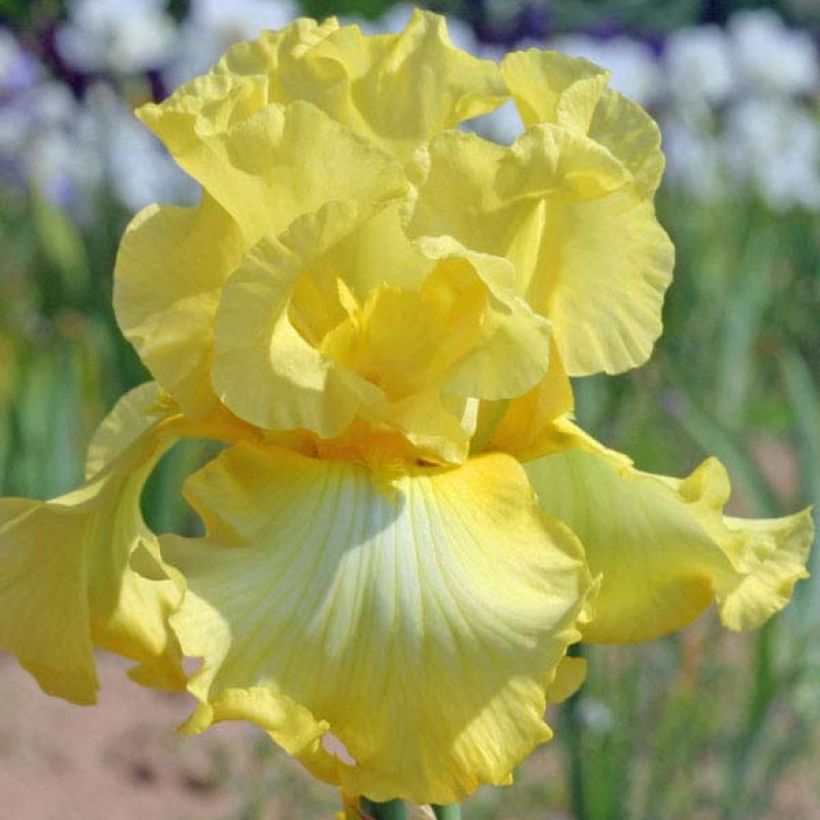 Iris germanica Rising Moon - Giaggiolo paonazzo (Fioritura)