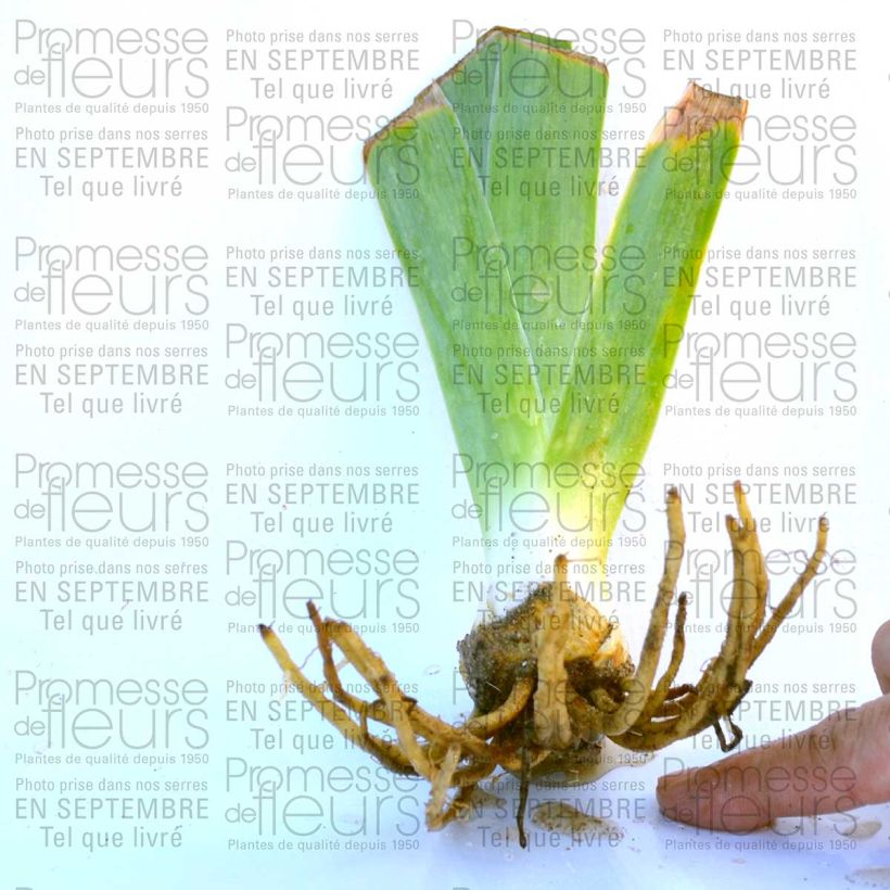 Esempio di esemplare Iris germanica Rising Moon - Giaggiolo paonazzo Vasetto da 8/9 cm come consegnato