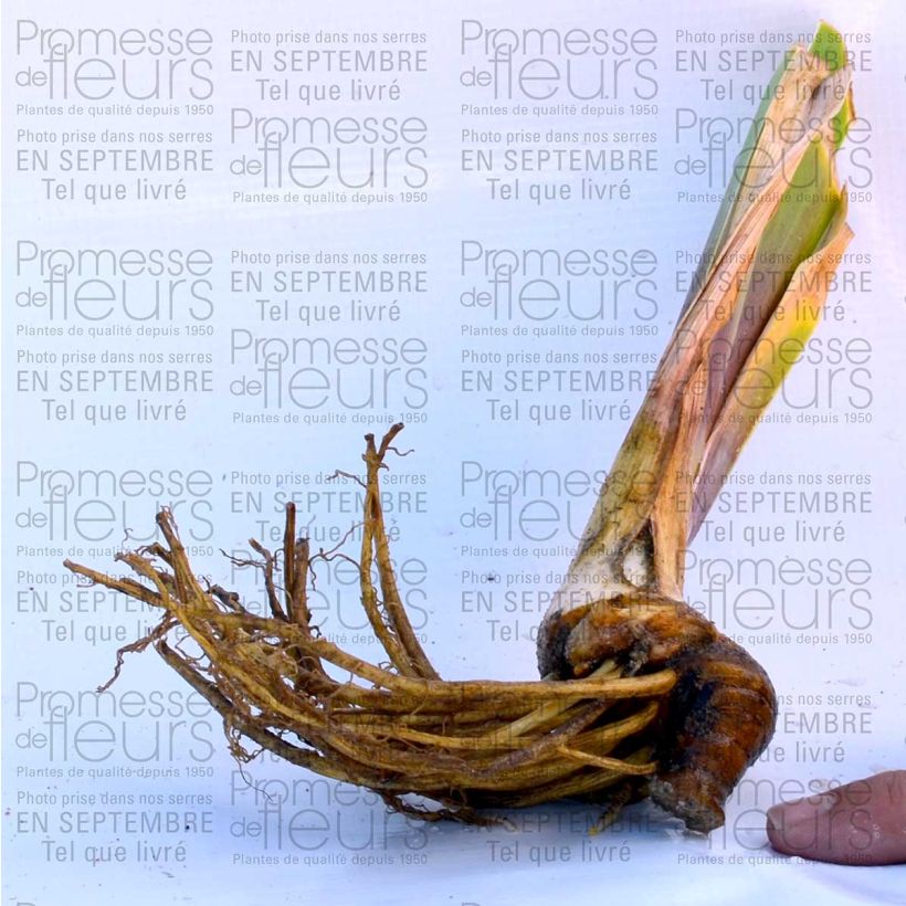 Esempio di esemplare Iris germanica Anything Goes - Giaggiolo paonazzo Vasetto da 8/9 cm come consegnato