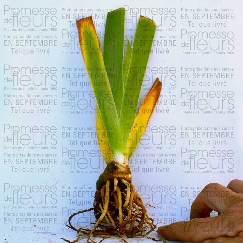 Esempio di esemplare Iris germanica - Giaggiolo paonazzo Vasetto da 8/9 cm come consegnato