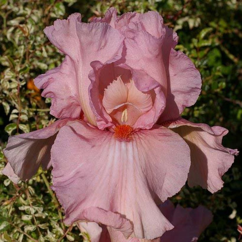 Iris germanica Caprice de Star - Giaggiolo paonazzo (Fioritura)