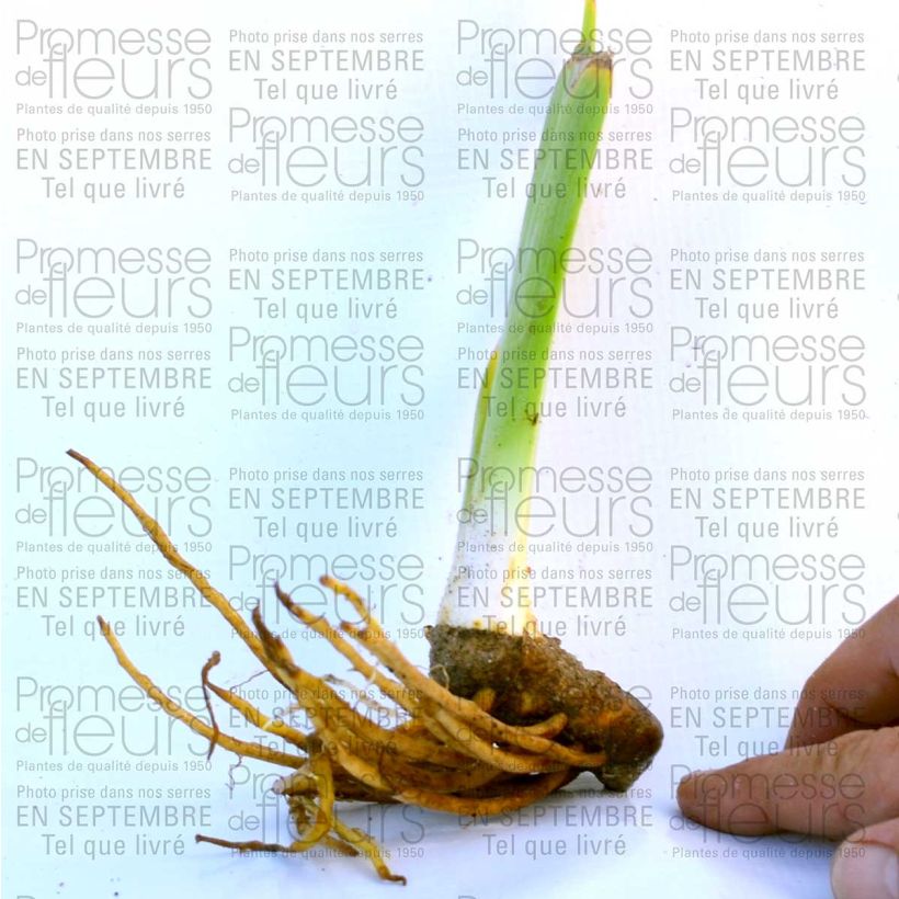 Esempio di esemplare Iris germanica Champagne Frost - Giaggiolo paonazzo Vasetto da 8/9 cm come consegnato