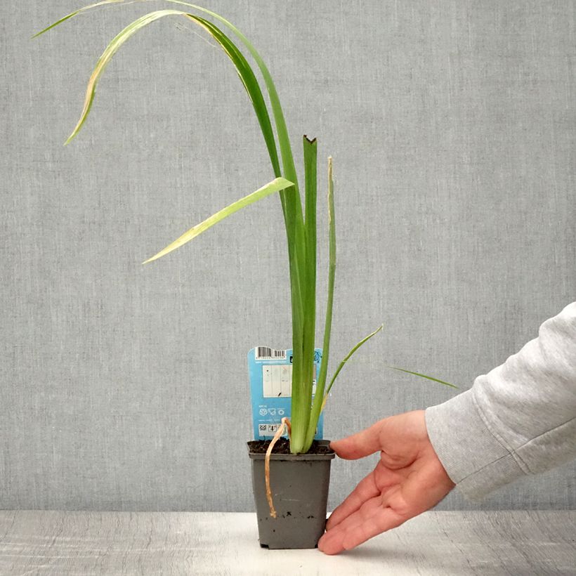 Esemplare di Iris louisiana Ann Chowning - Giaggiolo Vasetto da 8/9 cm consegnato in estate