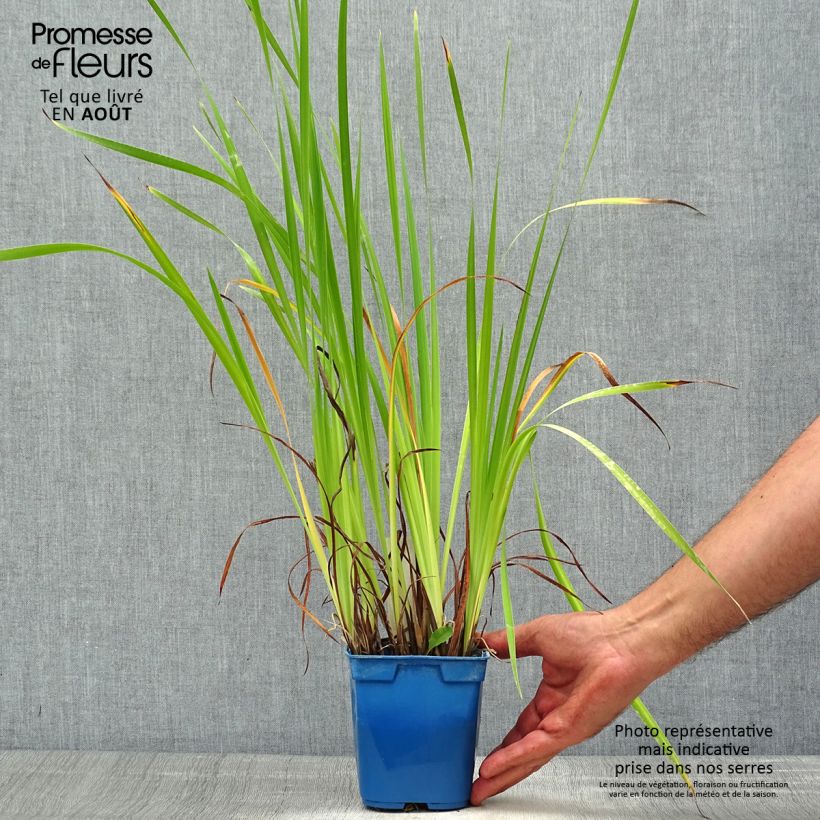 Esemplare di Iris sibirica Caesar's Brother - Giaggiolo siberiano Vaso da 1L/1,5L consegnato in estate