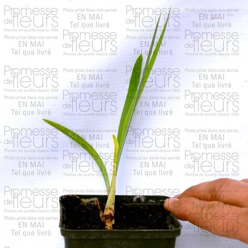 Esempio di esemplare Iris germanica Donegal - Giaggiolo paonazzo Vasetto da 8/9 cm come consegnato