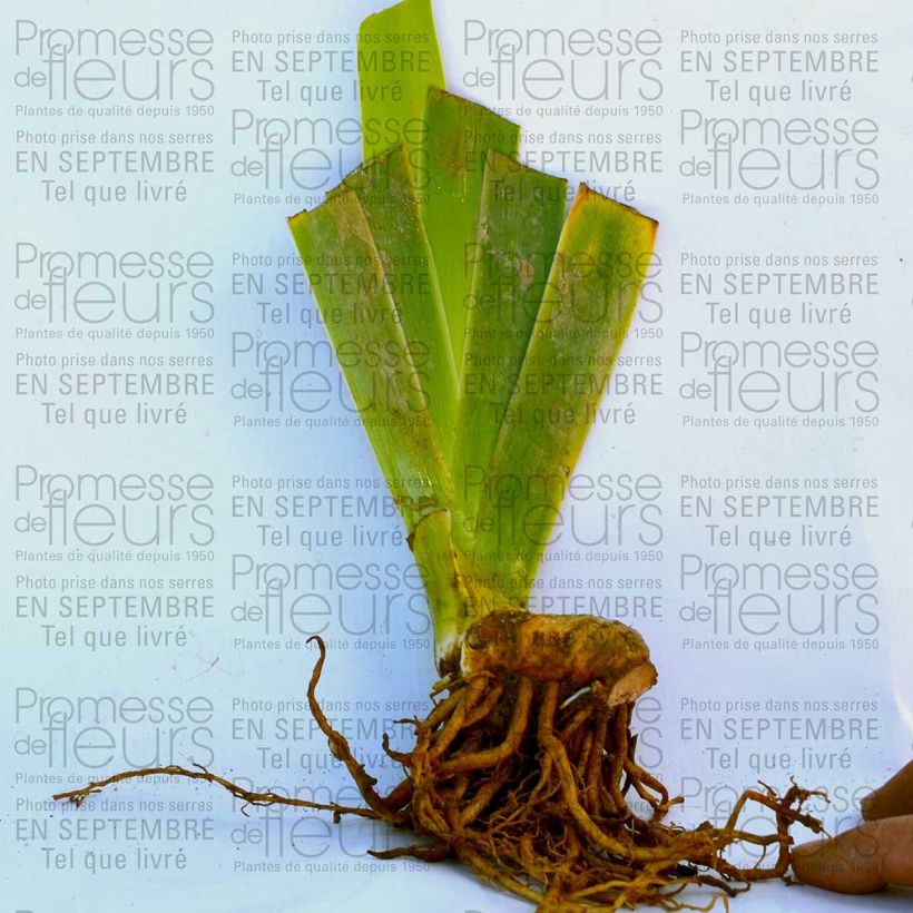 Esempio di esemplare Iris germanica Double Espoir - Giaggiolo paonazzo Vasetto da 8/9 cm come consegnato