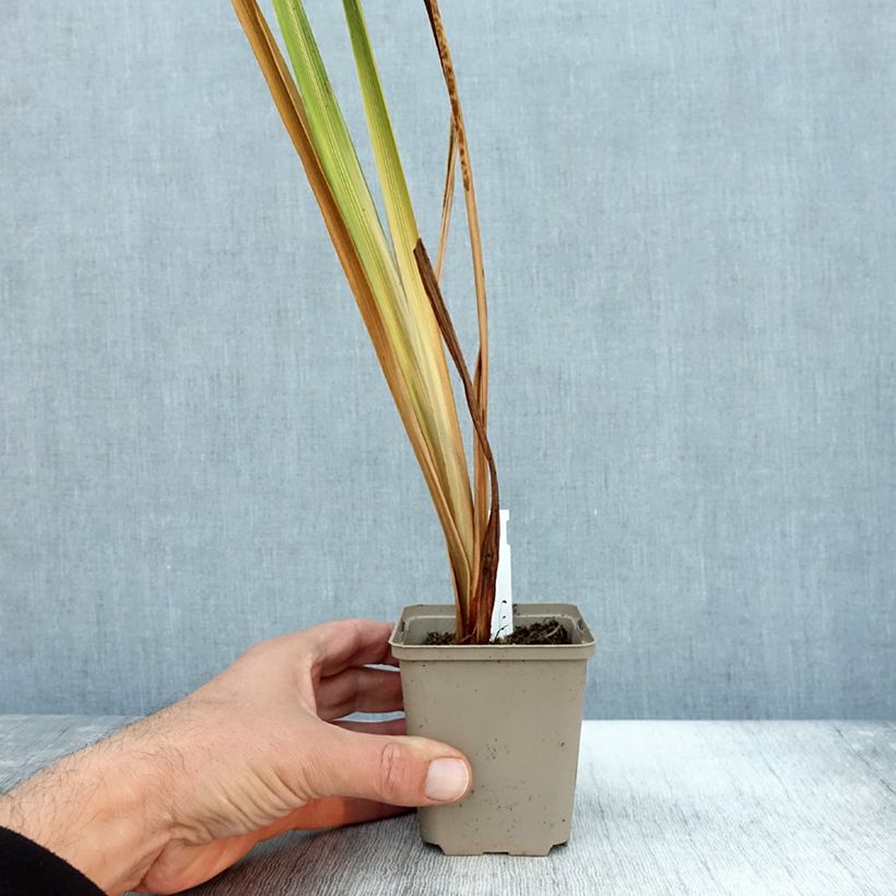 Esemplare di Iris ensata Diamant - Iris giapponese Vasetto da 8/9 cm come consegnato in autunno
