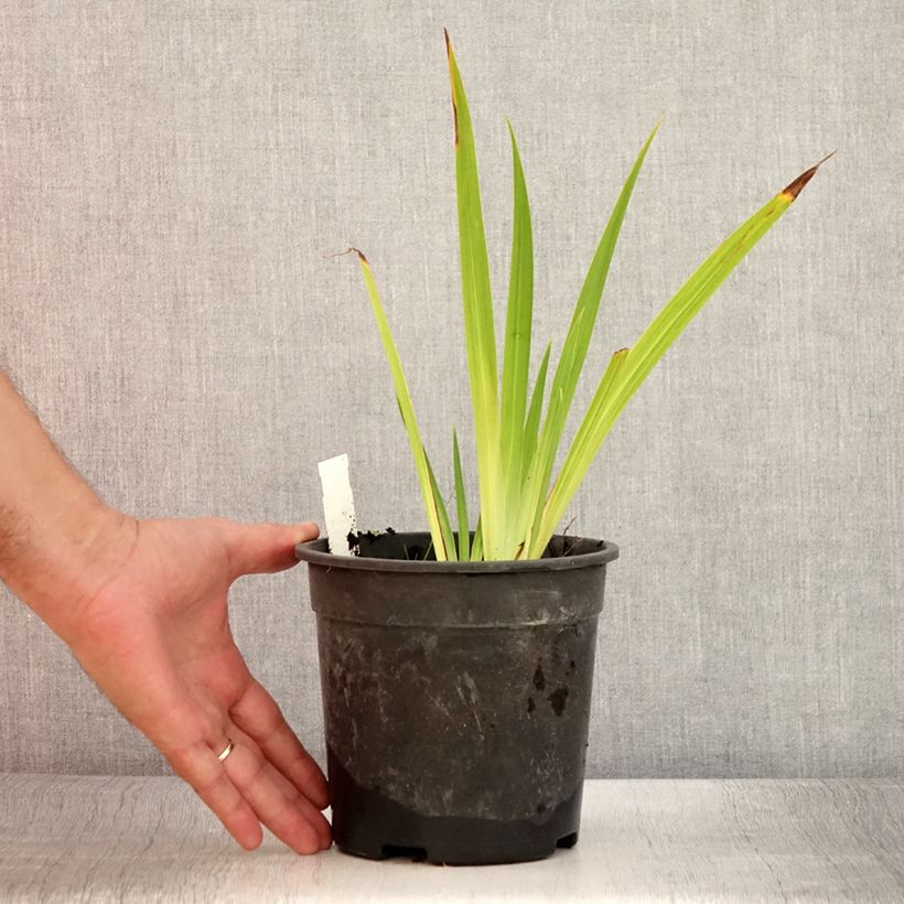 Esemplare di Iris ensata Harlequinesque - Iris giapponese Vaso da 2L/3L consegnato in estate