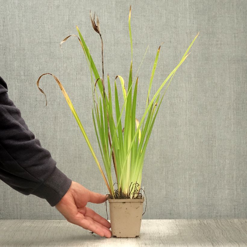 Esemplare di Iris ensata Lady in Waiting - Iris giapponese Vasetto da 8/9 cm consegnato in estate