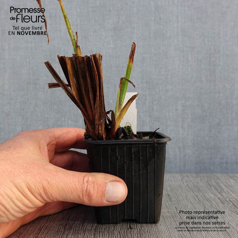 Esemplare di Iris ensata Rose Queen - Iris giapponese Vasetto da 8/9 cm come consegnato in autunno