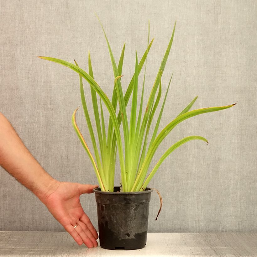 Esemplare di Iris ensata Sugar Dome - Iris giapponese Vaso da 2L/3L consegnato in estate