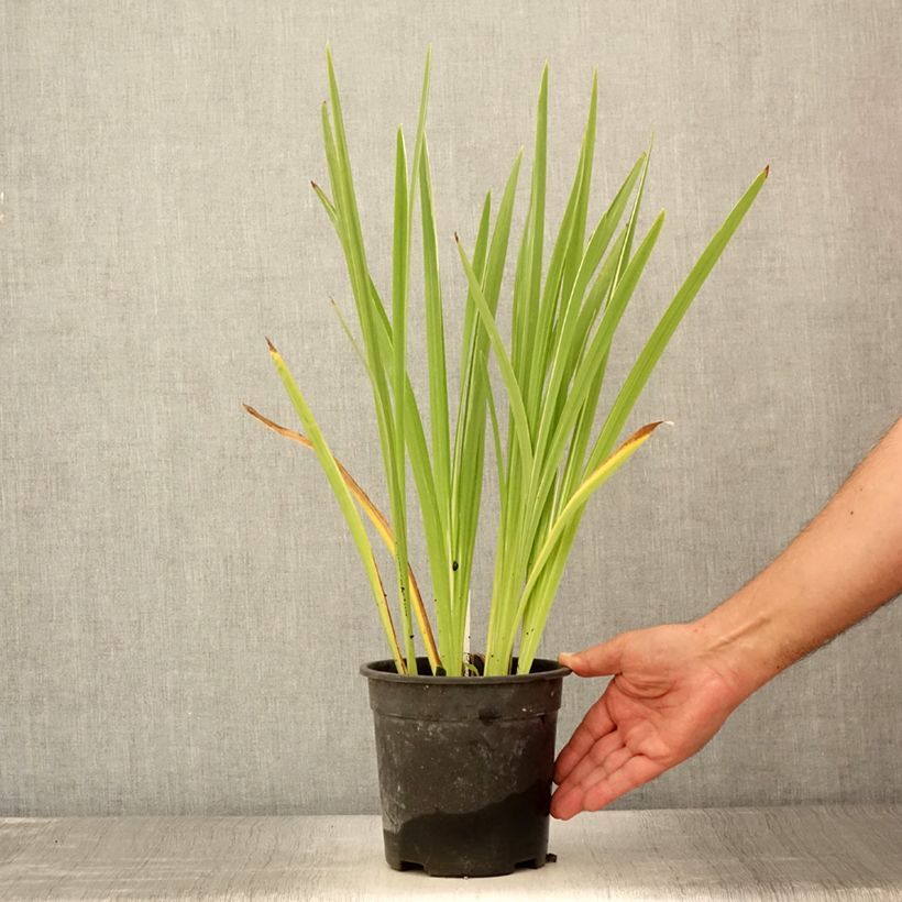 Esemplare di Iris ensata Variegata - Iris giapponese Vaso da 2L/3L consegnato in estate