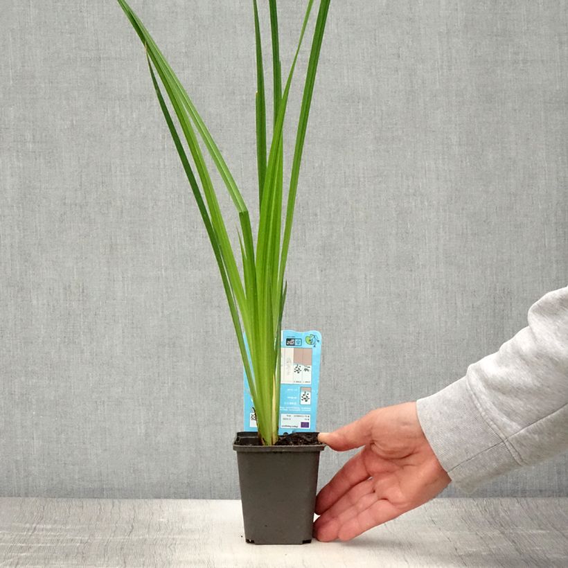 Esemplare di Iris ensata White Ladies - Iris giapponese Vasetto da 8/9 cm consegnato in estate
