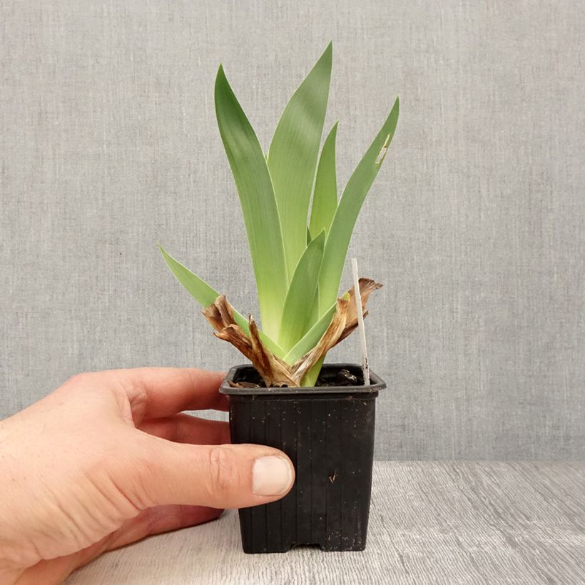 Iris germanica Accent Variegata - Giaggiolo paonazzo Vasetto da 8/9 cm esemplare consegnato in primavera