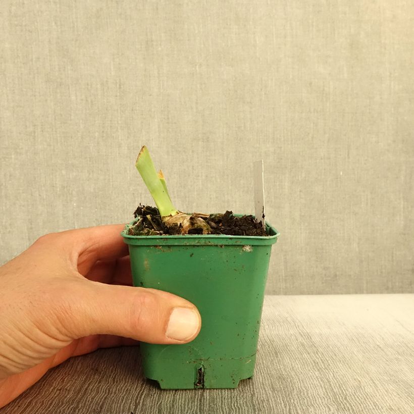 Esemplare di Iris germanica Agrippa - Giaggiolo paonazzo Vasetto da 8/9 cm come consegnato in autunno